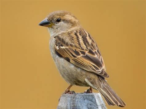 House Sparrow Invasive Species Centre