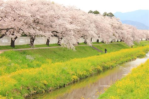 佐奈川の堤防沿いの桜並木と菜の花／佐奈川堤