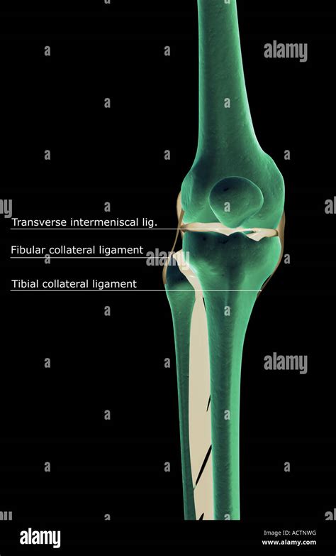 Transverse Ligament Of Knee Hi Res Stock Photography And Images Alamy