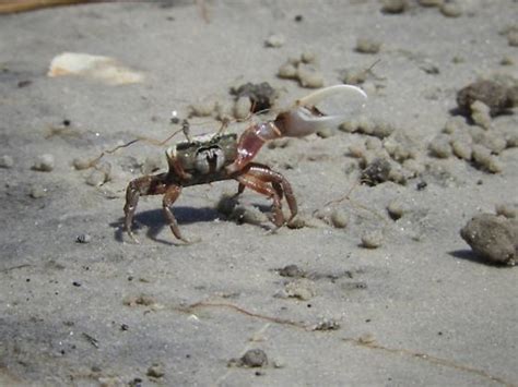 Atlantic Sand Fiddler Crab Uca Pugilator Uca Pugilator Bugguide Net