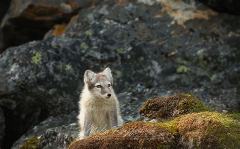arctic fox puppy alopex lagopus   rock alkehornet spitsbergen