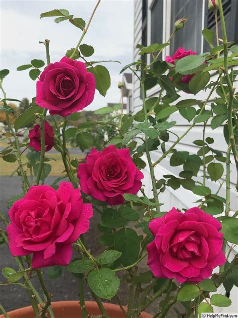 Brindabella Purple Prince Rose