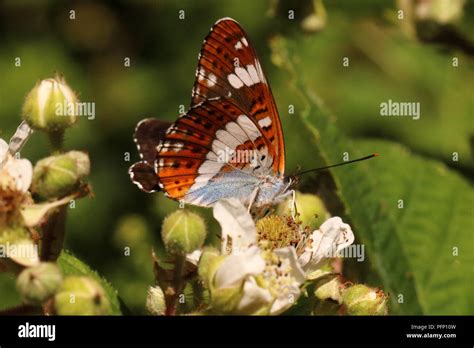 White Admiral Butterfly Stock Photo - Alamy