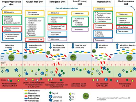 Effects Of Different Types Of Diet On Gut Microbiota Mucus Layer And