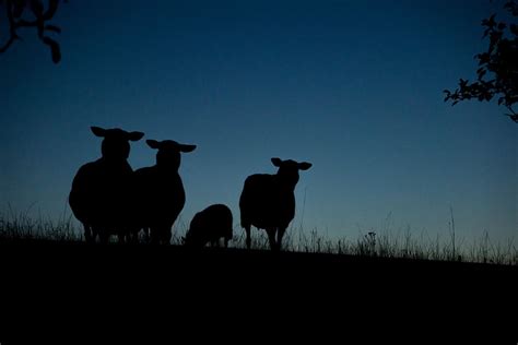 1366x768px Free Download Hd Wallpaper Four Sheep During Night