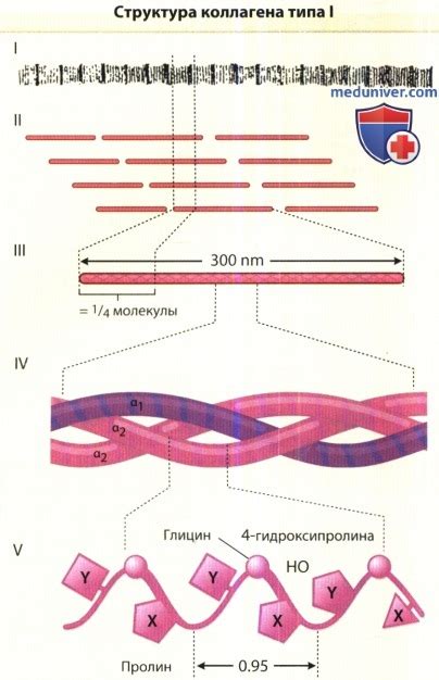 Строение и типы коллагена