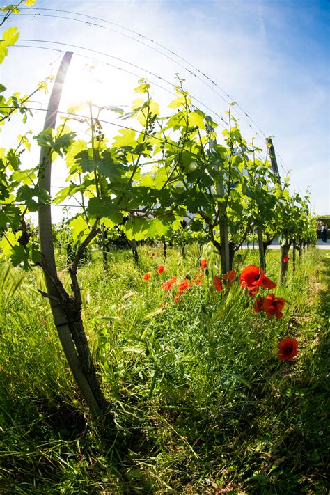 Austria Wine Wit And Wisdom