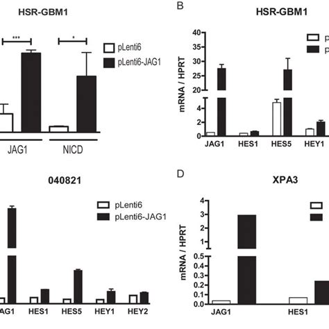 Ectopic Ligand Expression Induces Notch Signaling A Lentiviral