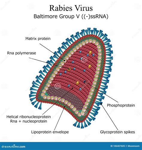 Diagram Of Rabies Virus Particle Structure Stock Photo | CartoonDealer ...