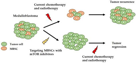 Ijms Free Full Text Targeting Mtor As A Therapeutic Approach In