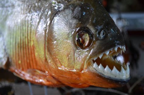 red bellied piranha teeth stock  pictures royalty  images