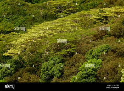 Landscape With Canopy Trees On Oahu Hawaii Usa Stock Photo Alamy