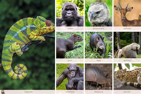 70 Animales De La Selva Tropical Peruana Amazónica Y Misionera Con