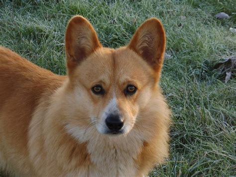 Chien Welsh Corgi Pembroke O Bucky De La Clairiere Aux Cerfs