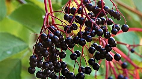 5 Incredible Health Benefits Of Elderberries