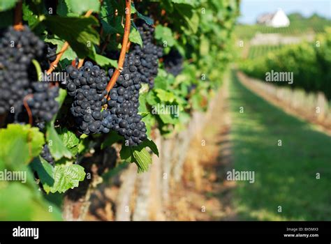 Pinot Noir Grapes On The Vine Volnay Burgundy France Stock Photo Alamy