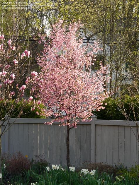 Ornamental Flowering Trees For Small Gardens / Buy ornamental cherry ...