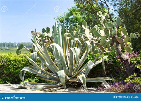 Planta Grande Del Siglo Variegado Agave Americana Variegata Y Fig