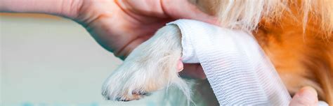 First aid for dogs