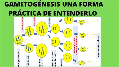 La Gametogenesis Espermatog Nesis Y Ovog Nesis C Lulas Germinales