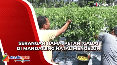 Serangan Hama Petani Cabai Di Mandailing Natal Mengeluh Panen Turun