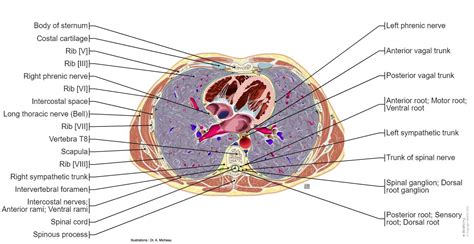 Transverse Section Anatomy