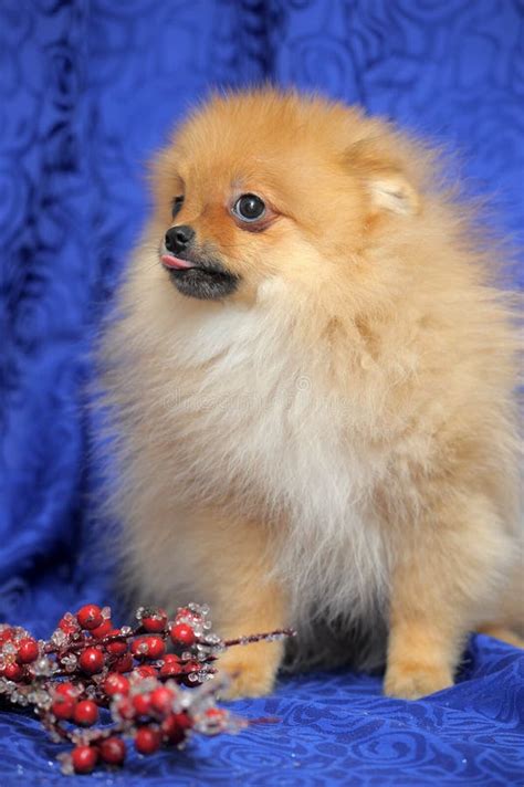 Smiling pomeranian dog. stock photo. Image of beautiful - 37997290