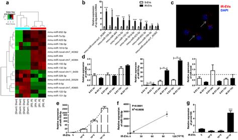 Mir‐155‐5p Can Be Transferred From Ir‐evs To Macrophages A Heat Map Download Scientific