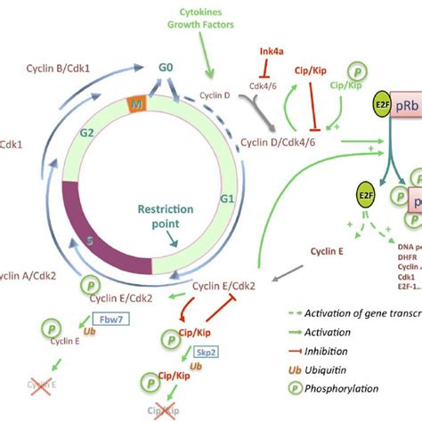 Progression Through The Different Cell Cycle Phases Is Under The