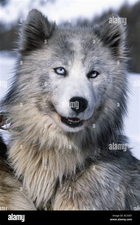 Siberian Husky Canis Lupus F Familiaris Portrait Stock Photo Alamy