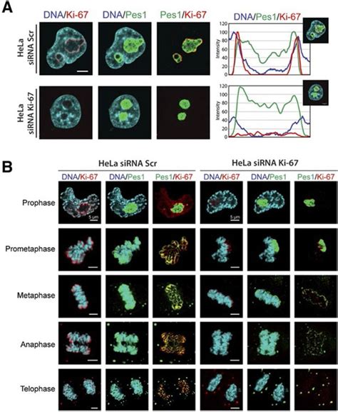 Figures And Data In The Cell Proliferation Antigen Ki Organises