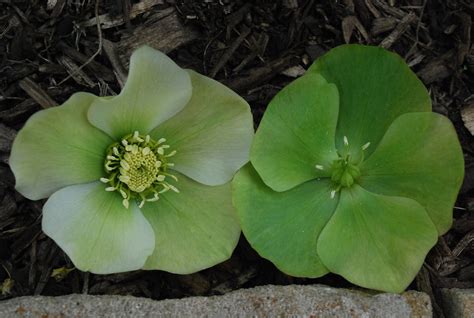 Green Flowered Hellebores Deborah Silver And Co Garden Show