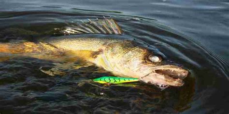 Best Rapala for Walleye - FishinBaron