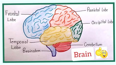 How To Draw Human Brain Diagram In A Very Easy Way Parts Of Human