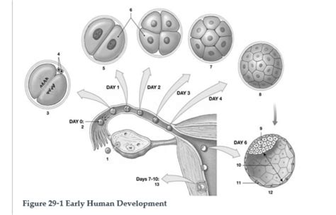 Test Review Human Development Ch 29 Flashcards Quizlet