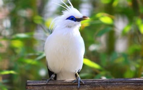 Negara Ini Memiliki Jumlah Burung Endemik Terbanyak Di Dunia