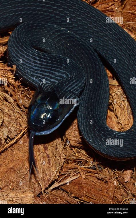 Black Mamba Eating