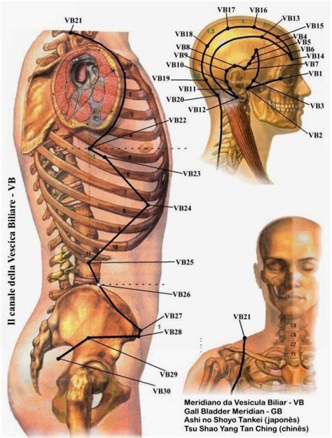 Contracturas Cervicales Y Dolor De Cabeza Cervicales Dolor Cuello