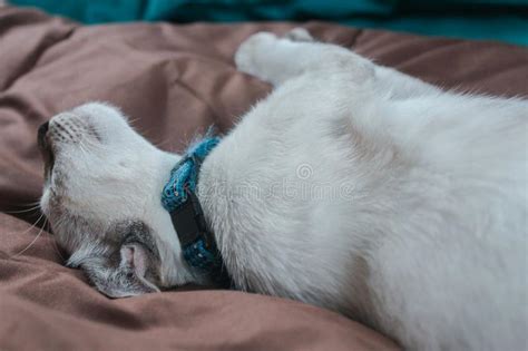 El Gato Se Parece Hostigado Foto De Archivo Imagen De Hostigado