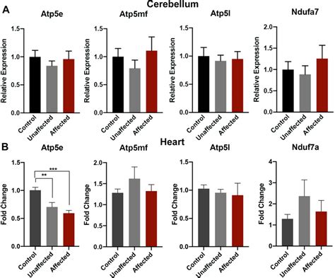 Analysis Of Candidate Gene Expression In The Cerebellum And Heart