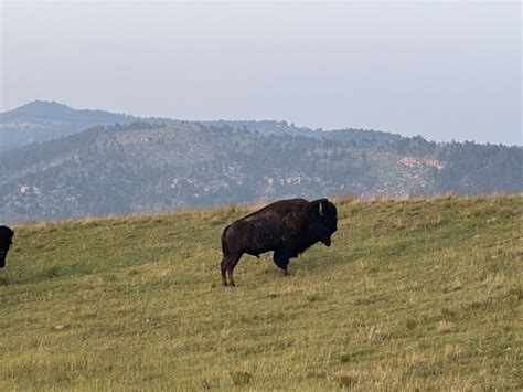 South Dakota Guided Estate Buffalo Hunts & Hunting Trips - WLHunting