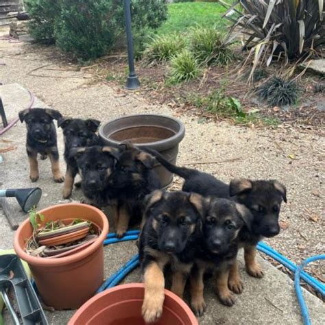 Chiots Berger Allemand Mois Uncompagnon Fr