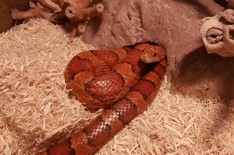 How To Tell A Coral Snake From A Corn Snake