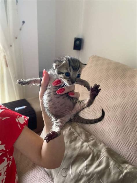 Pin em animal