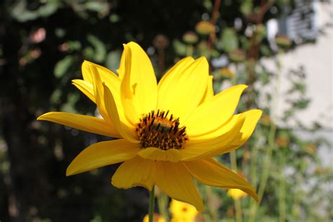 Fotos gratis naturaleza luz de sol pétalo florecer verano