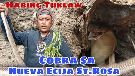 Cobra Sa Nueva Ecija Pinahuli Kay Rod Haring Tuklaw Youtube