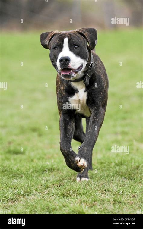 American Bulldog Vs Rottweiler