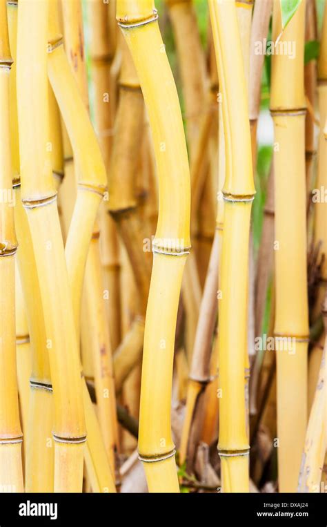 Bamboo Yellow Groove Bamboo Phyllostachys Aureosulcata Side View Showing Stem Details Stock