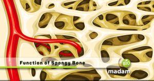 Function of Spongy Bone - biomadam