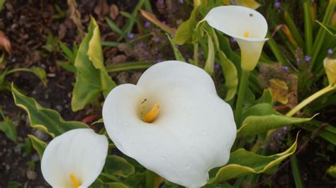 Details 100 Imagen Calas Plantas Exterior Abzlocal Mx